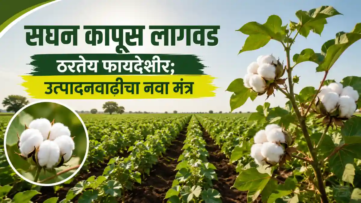 High Density Planting System - HDPS