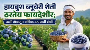 Highbush Blueberry