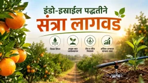 Indo-Israel Farming Orange Cultivation
