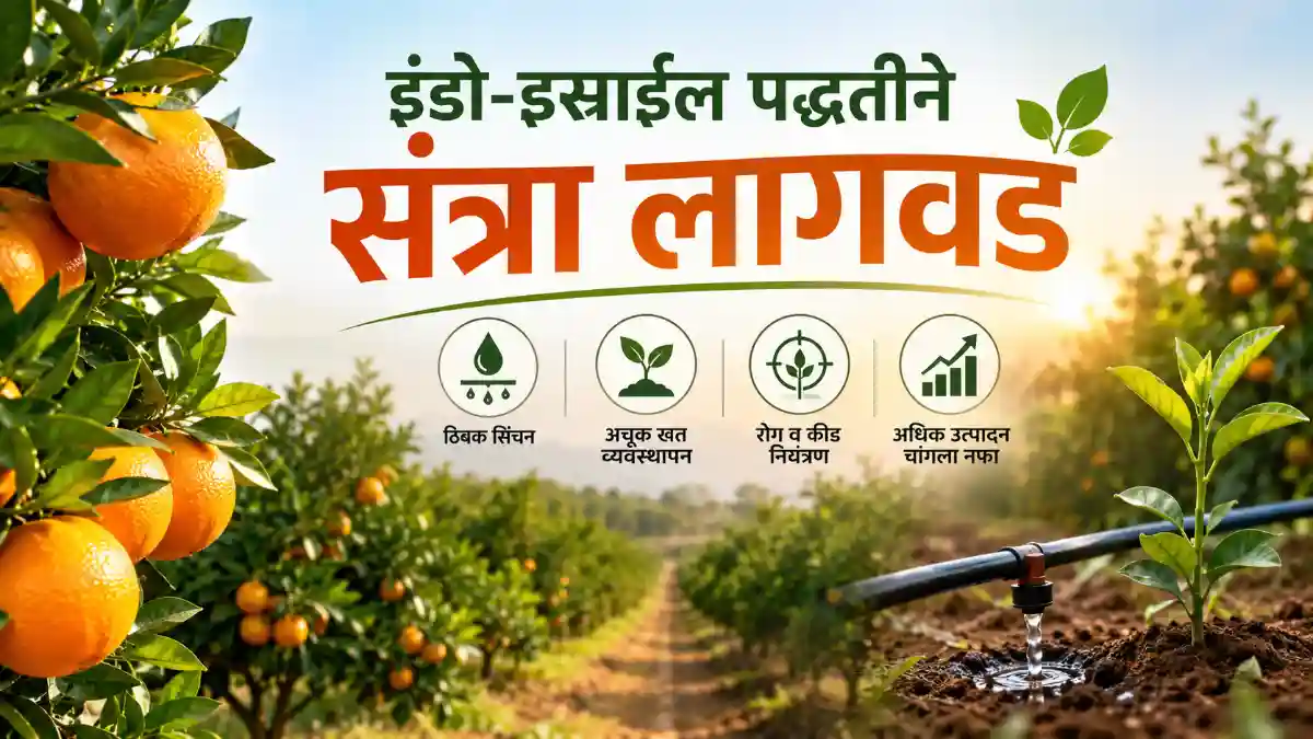 Indo-Israel Farming Orange Cultivation