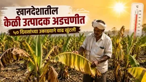 Khandesh Banana Crop