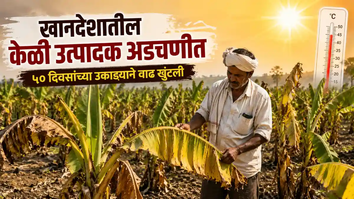 Khandesh Banana Crop