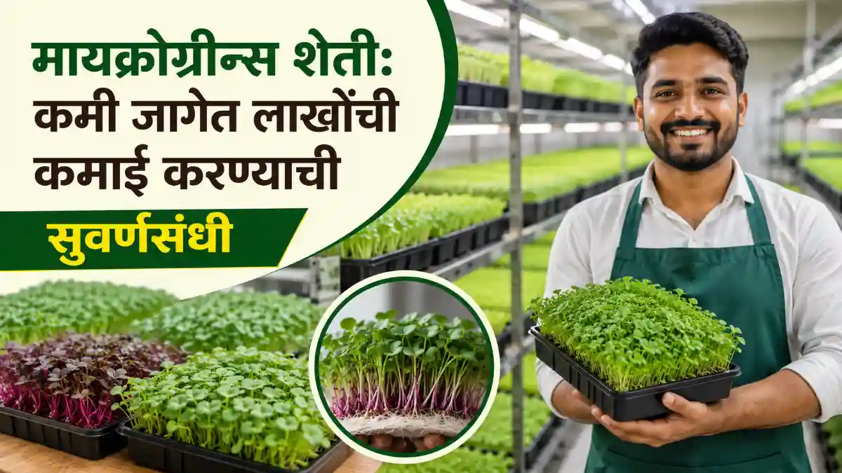 Microgreens Farming