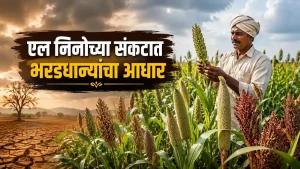 Millet Farming