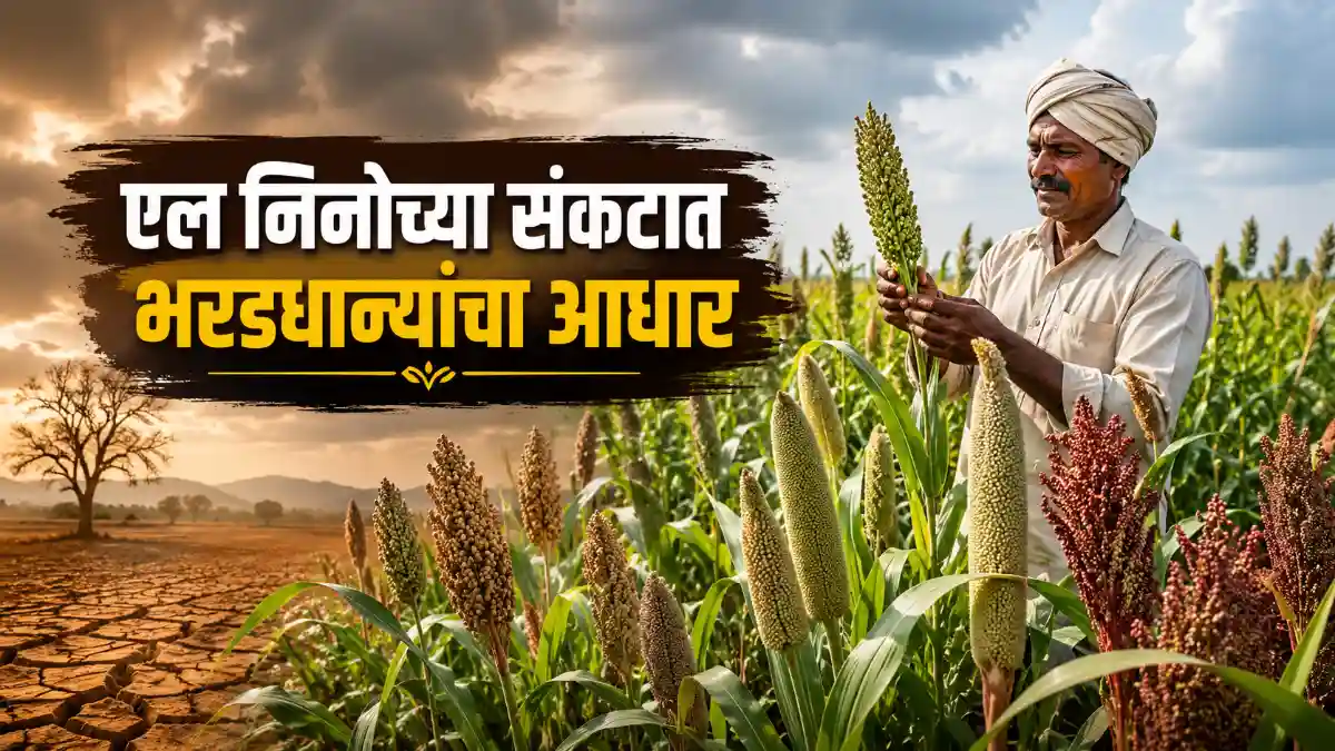 Millet Farming