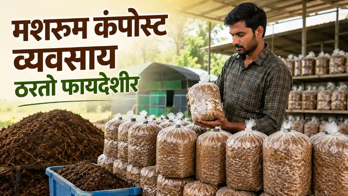 Mushroom Compost Substrate Business