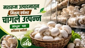 Mushroom Farming