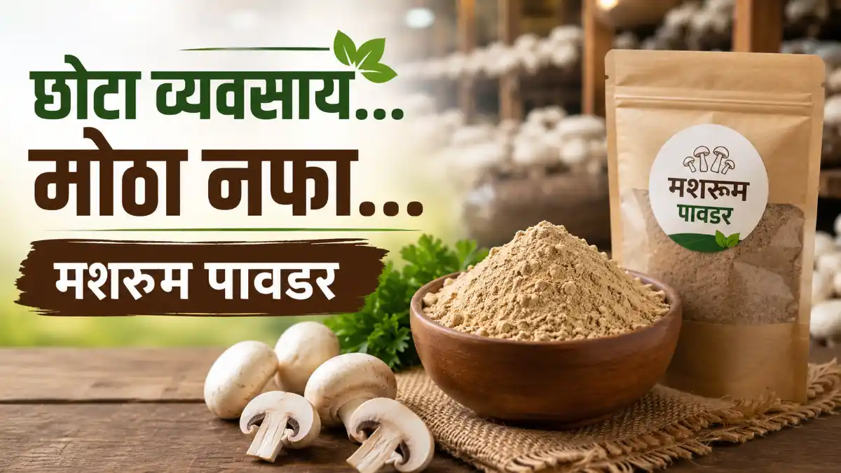 Mushroom Powder