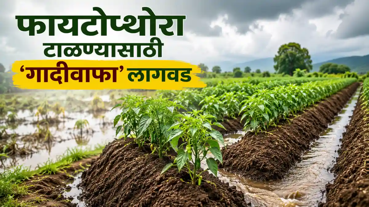 Phytophthora Disease