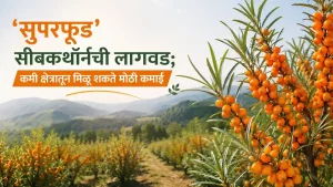 Sea Buckthorn Farming
