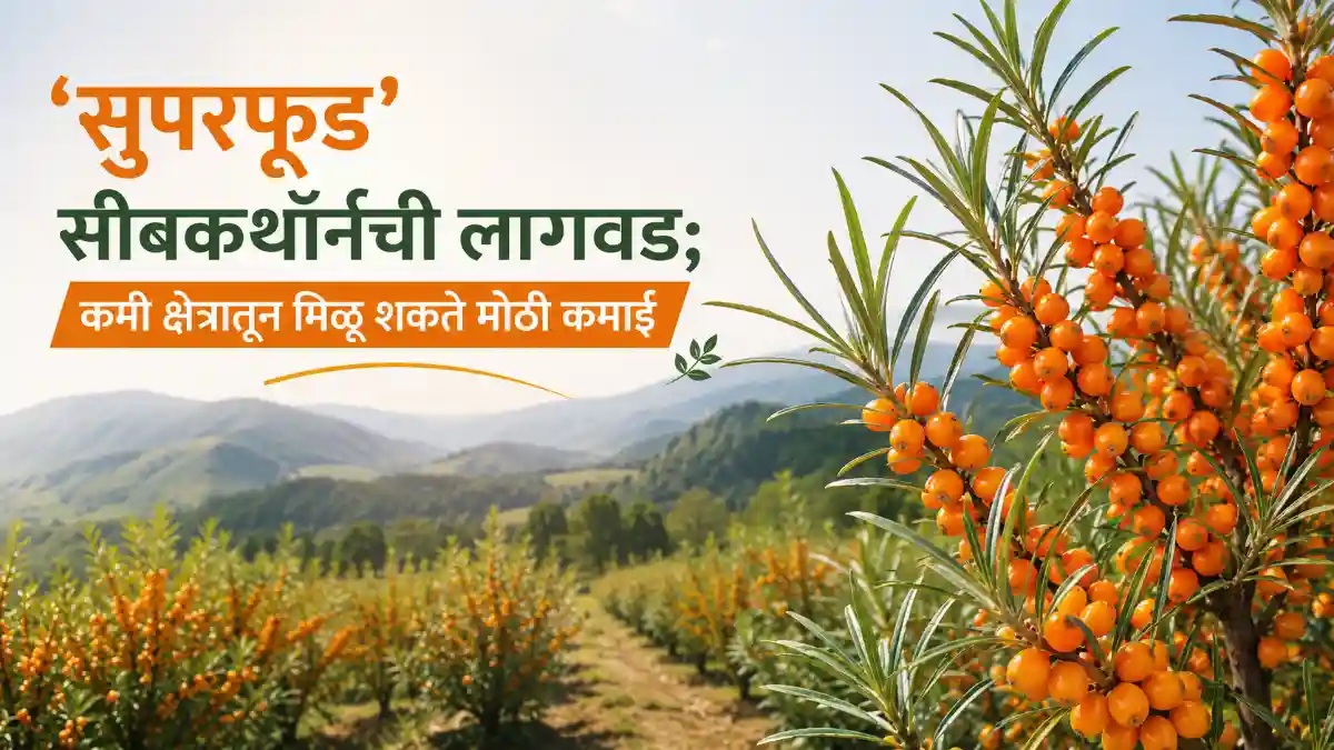 Sea Buckthorn Farming