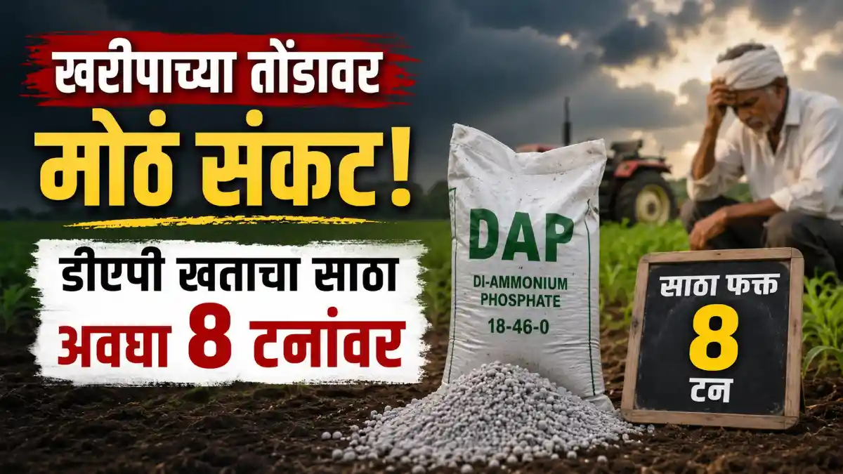 Solapur News DAP Fertilizer