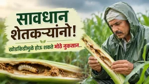 Stem Borer Crop Protection