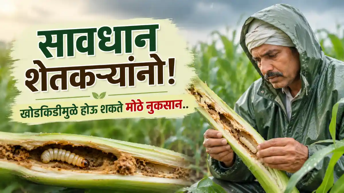 Stem Borer Crop Protection