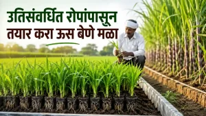 Sugarcane Tissue Culture
