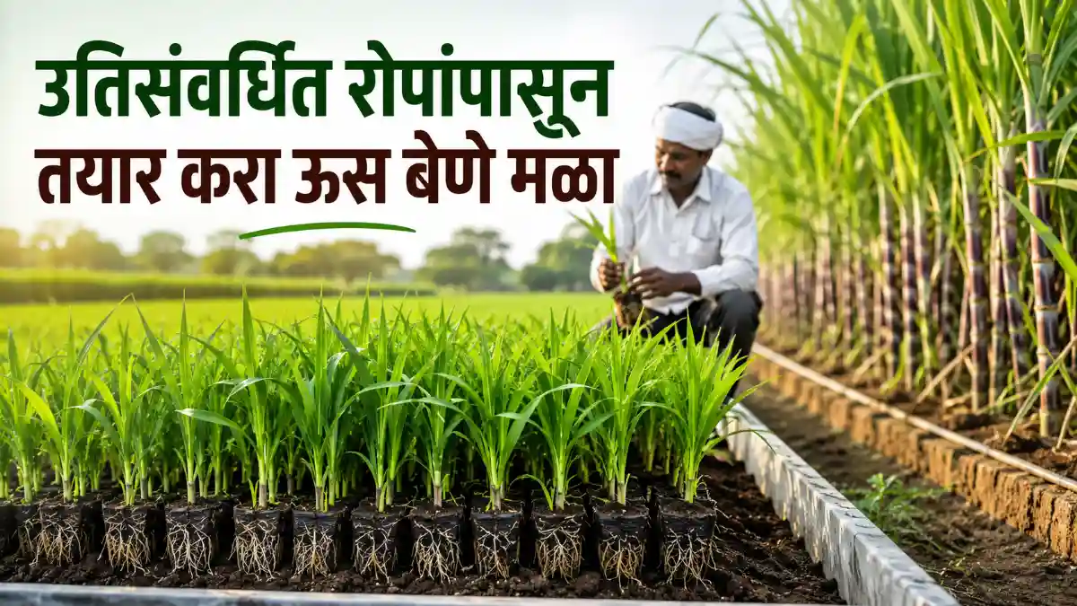 Sugarcane Tissue Culture
