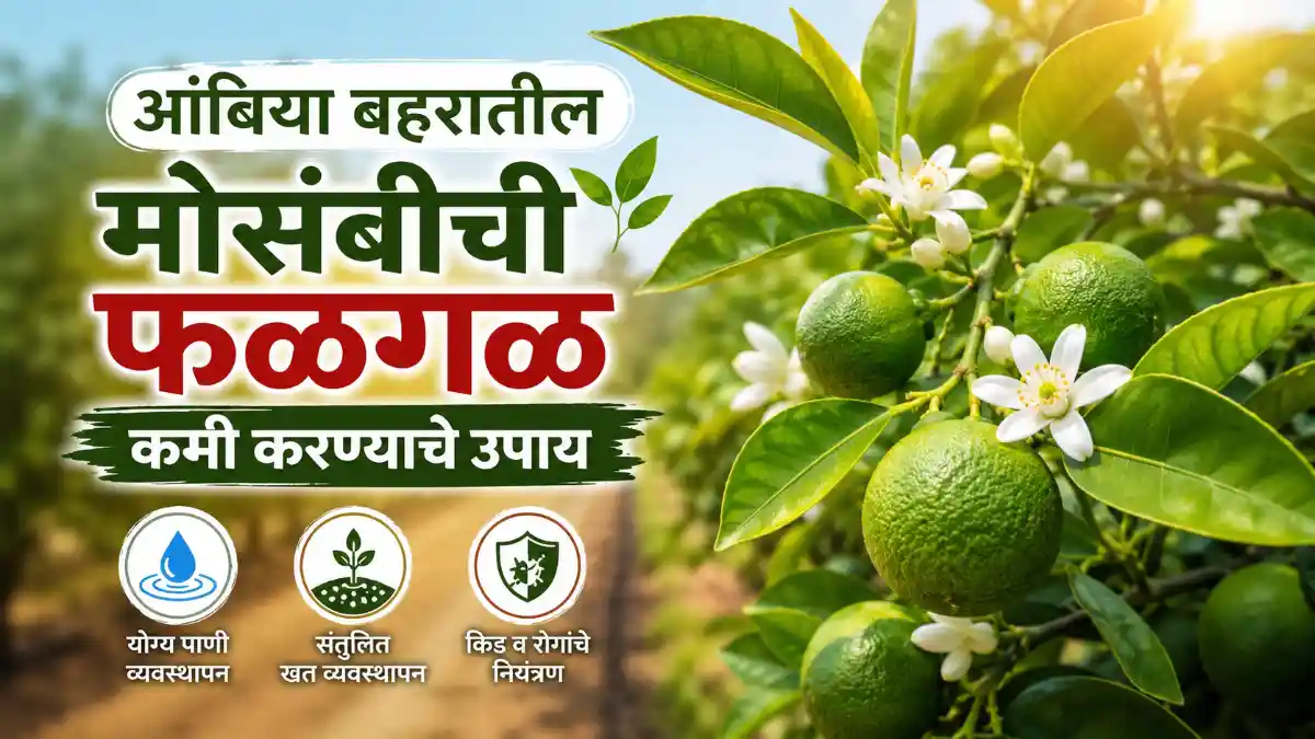 Sweet Lime Ambia Bahar