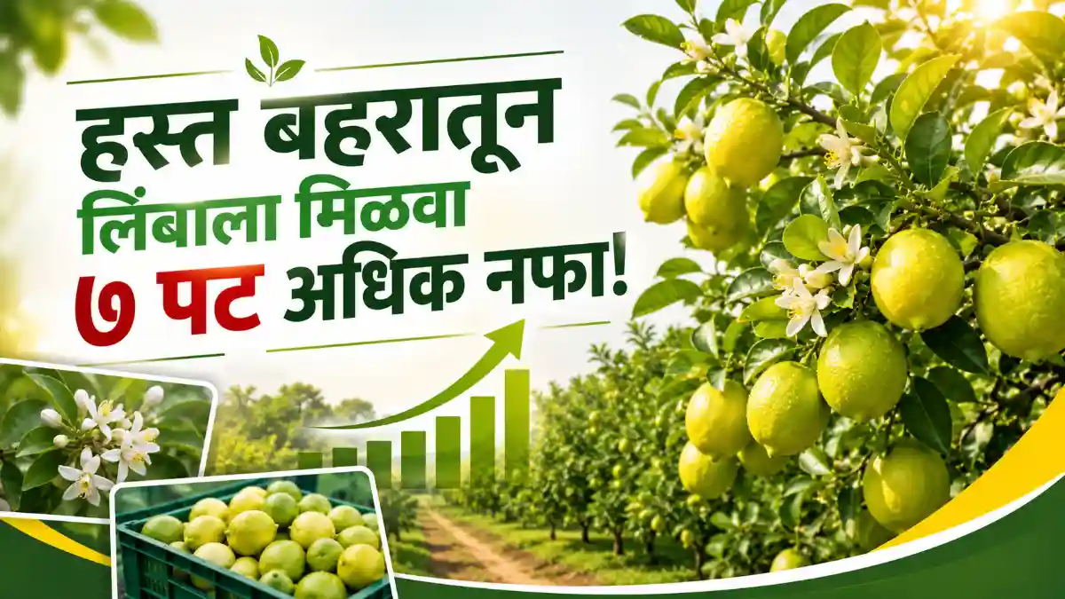lemon farming