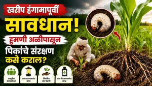 white grub