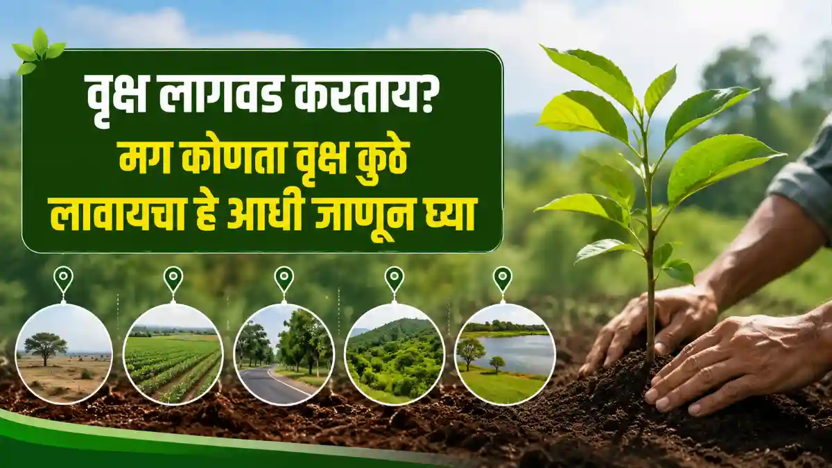 Choose Right Tree Plantation