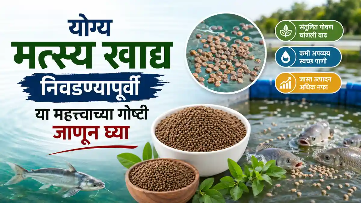 Fish Feed Guide
