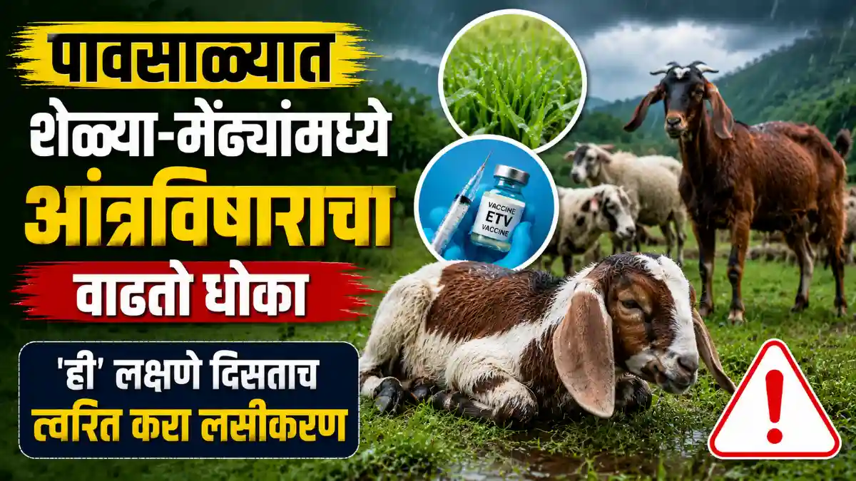 Goat Farming Enterotoxemia