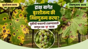 Grape Disease Management