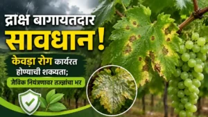 Grape Farming Downy Mildew Biological Disease Control