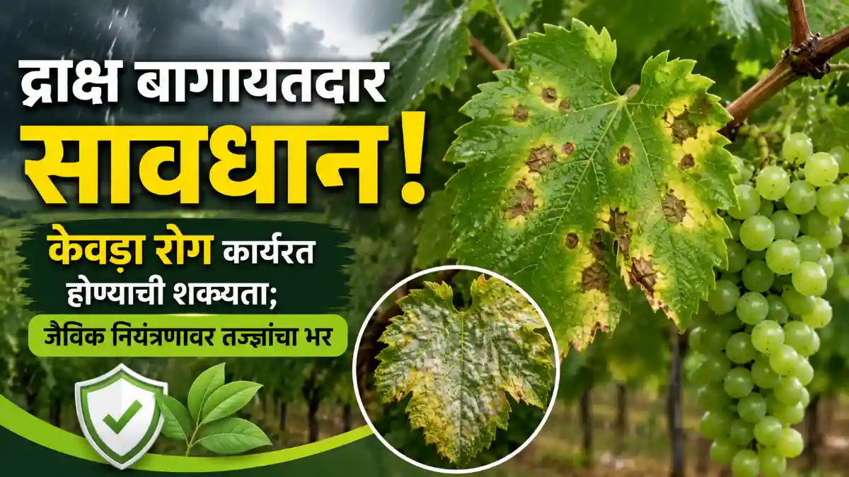 Grape Farming Downy Mildew Biological Disease Control