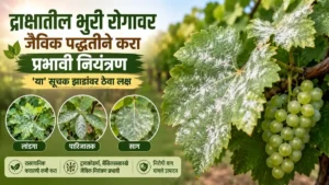 Grape Farming Powdery Mildew