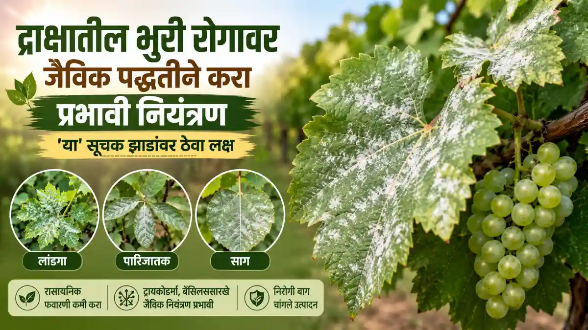 Grape Farming Powdery Mildew