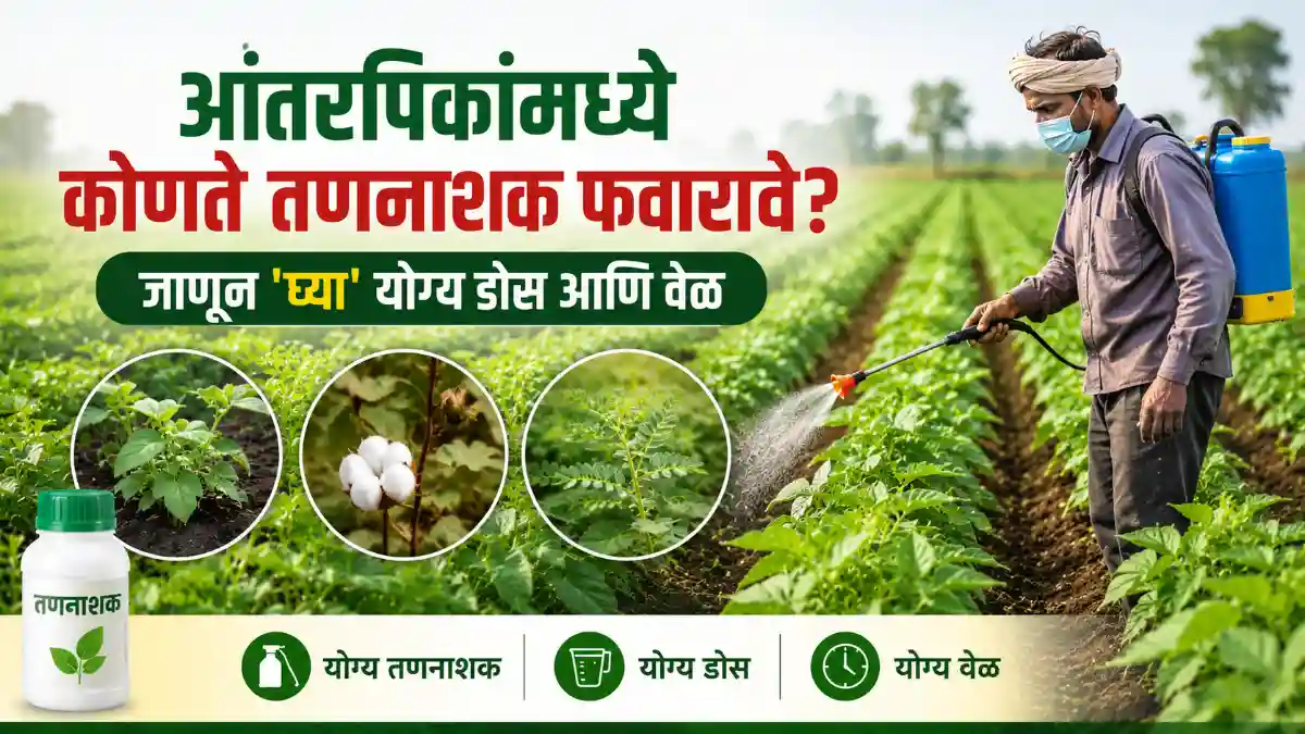 Intercropping Herbicide