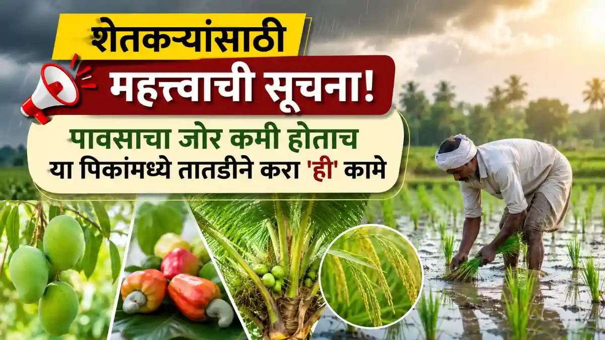 Maharashtra Agriculture Crop Advisory