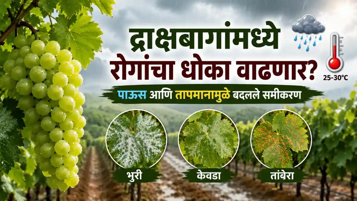 Maharashtra Agriculture Monsoon