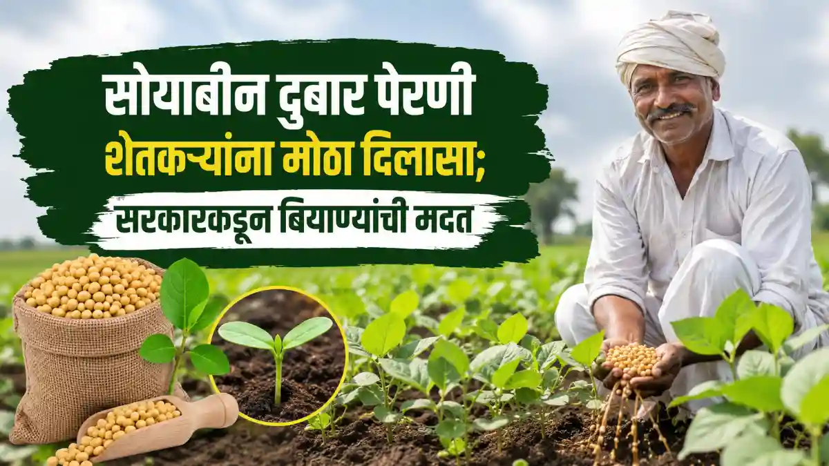 Maharashtra Farmers Soybean Re Sowing