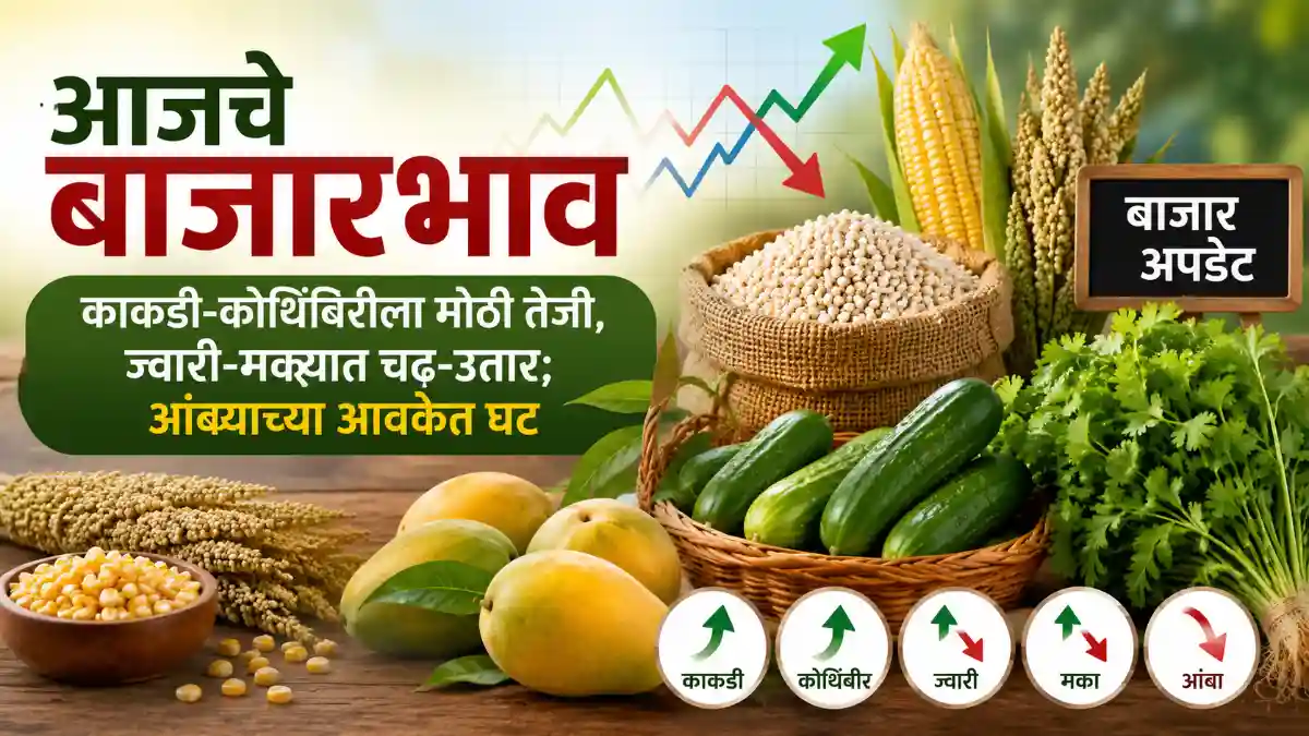 Maharashtra Market Rates