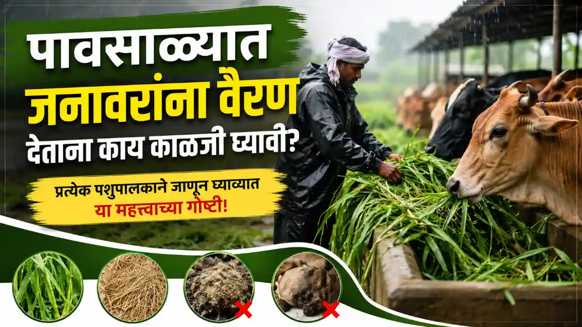 Monsoon Livestock Care