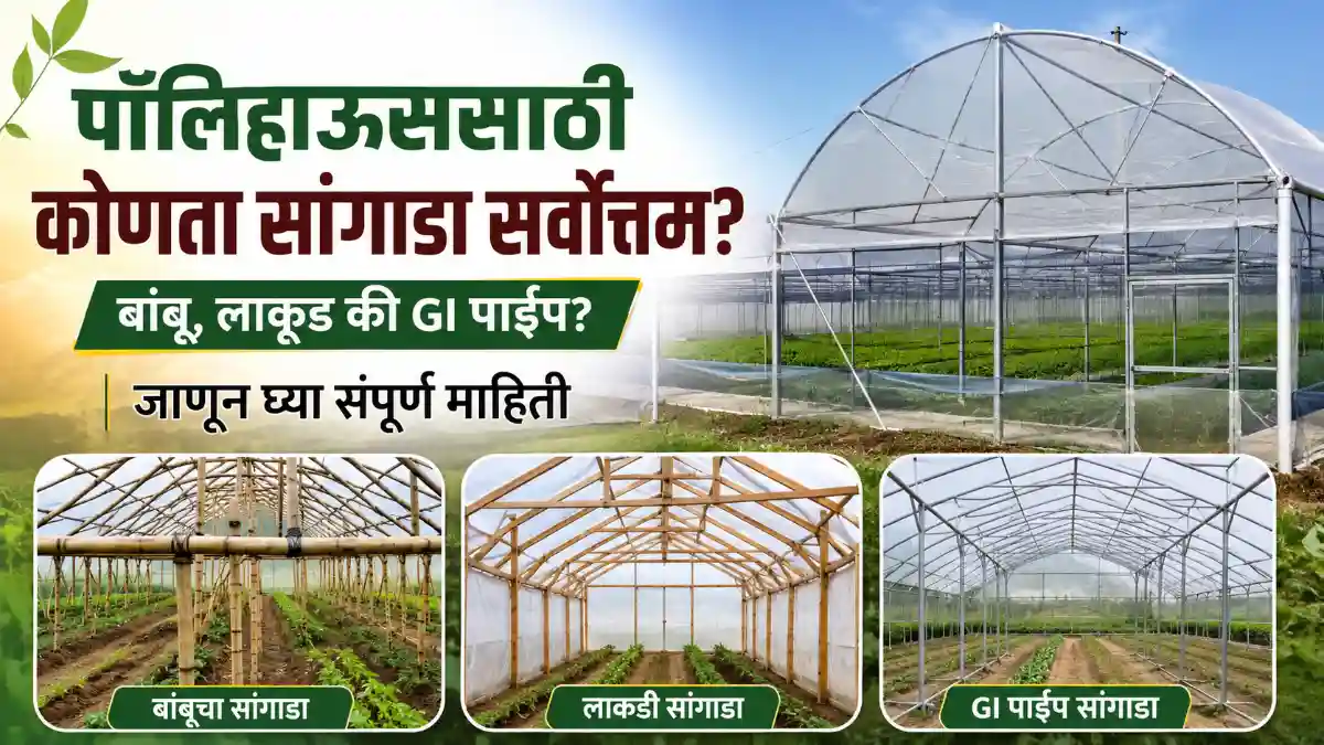 Polyhouse Farming Structure