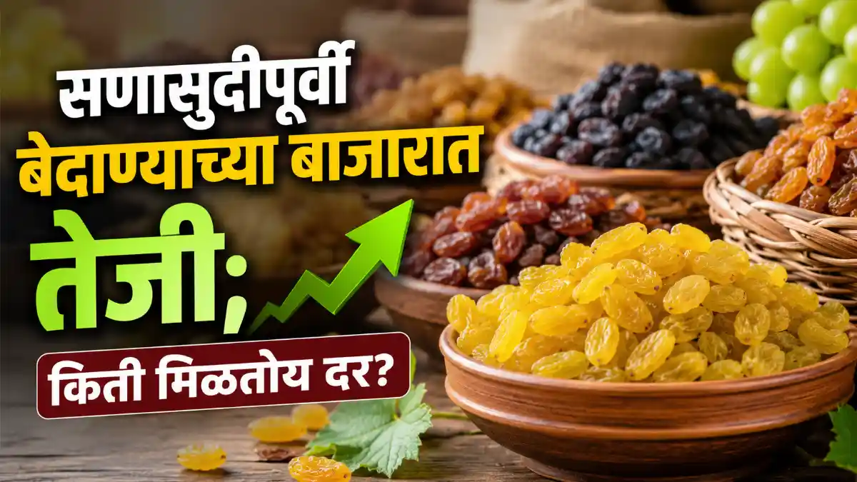 Raisin Prices Market
