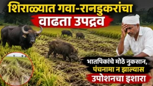 Shirala Wild Animal Attack