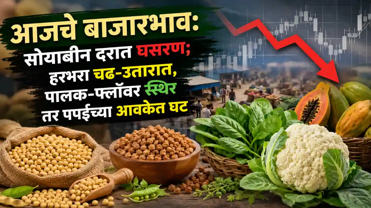 Soybean Market Bulletin