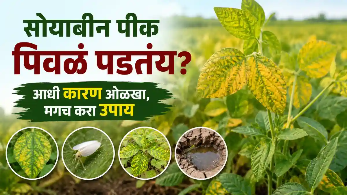 Soybean Yellow Mosaic Virus