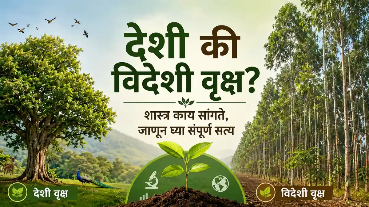 Tree Plantation