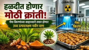 Turmeric Research Mutation Breeding