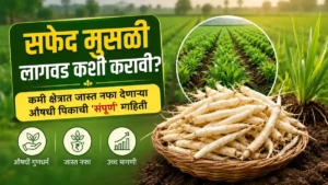 White Musli Farming