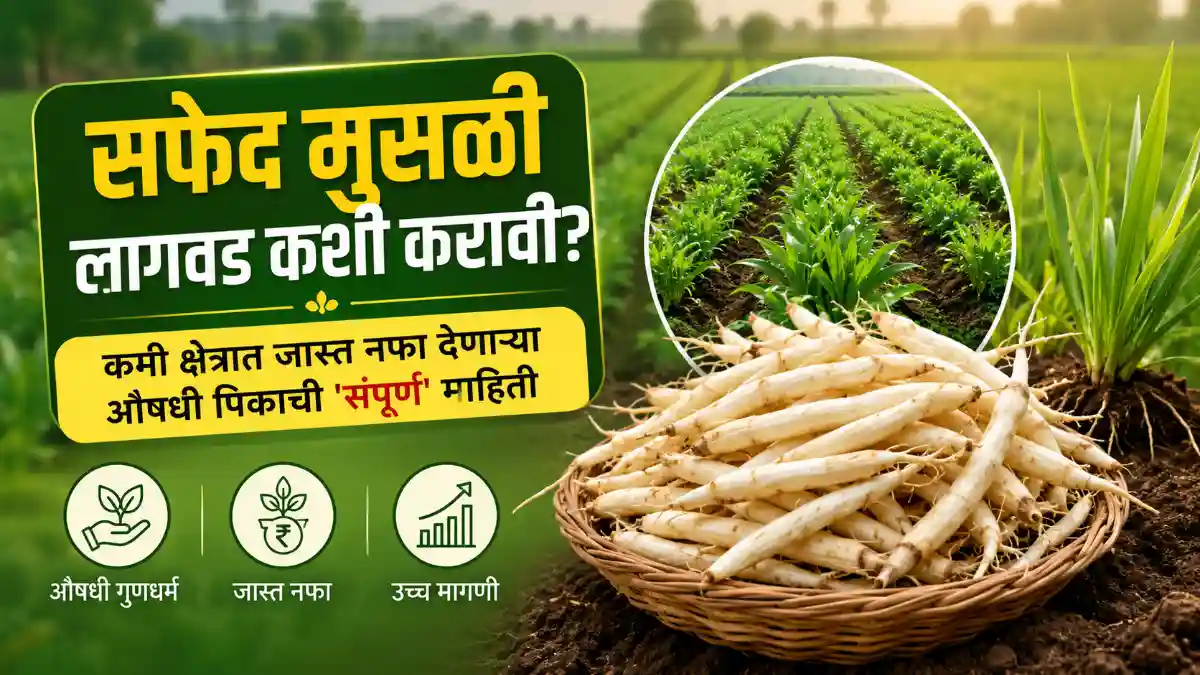 White Musli Farming