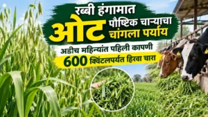 Oat Fodder Crop