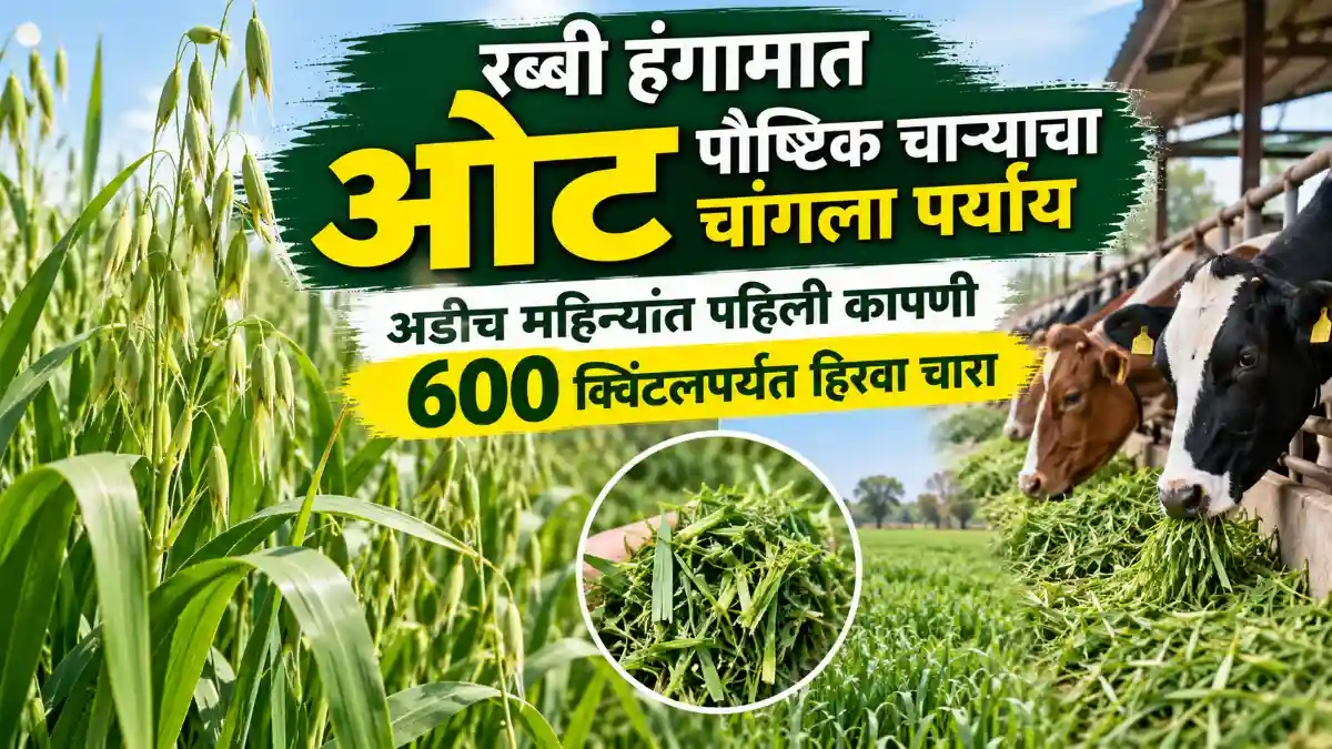 Oat Fodder Crop