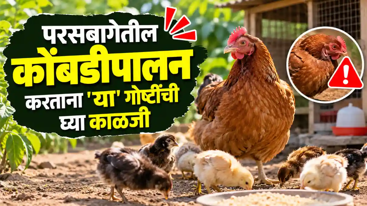 Poultry Farming Managment
