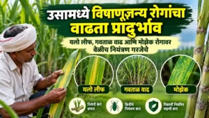 Sugarcane Farming